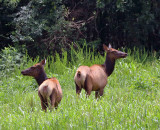 Elk
