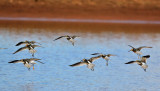 Short-billed Dowitchers