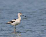American Avocet
