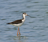 Black-necked Stilt