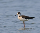 Black-necked Stilt