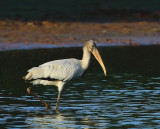 Wood Stork