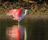 Roseate Spoonbill