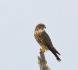 Merlin