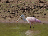 Roseate Spoonbill