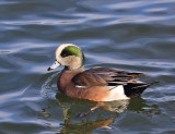 American Widgeon