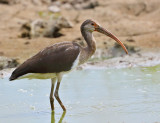 White Ibis