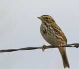 Savannah Sparrow