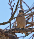 Northern Shrike