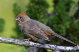 Canyon Towhee