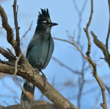 Steller's Jay