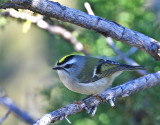 Golden-crowned Kinglet