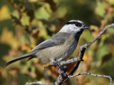 Mountain Chickadee