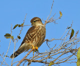 Merlin