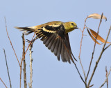American Goldfinch