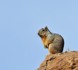 Rock Squirrel