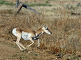 Pronghorn