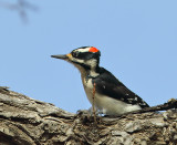 Hairy Woodpecker