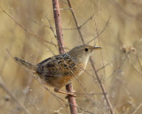 Sedge Wren