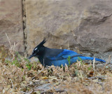 Steller's Jay