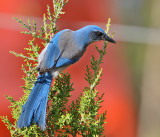 Woodhouse's Scrub-Jay