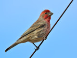 House Finch