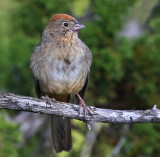 Canyon Towhee