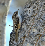 Brown Creeper
