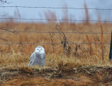 Snowy Owl
