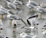Black-legged Kittiwake