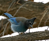 Steller's Jay