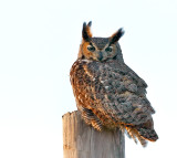 Great Horned Owl