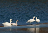 Tundra Swans