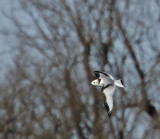 Black-legged Kittiwake