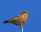 Red Crossbill