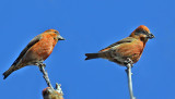 Red Crossbills