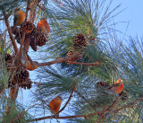 Red Crossbills