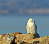Snowy Owl