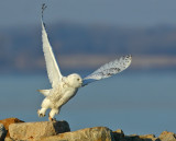 Snowy Owl