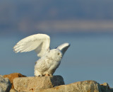 Snowy Owl
