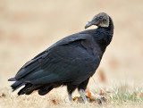 Black Vulture