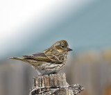 Cassin's Finch