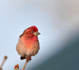 Cassin's Finch