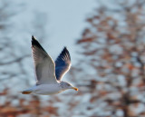 Lesser Black-backed Gull