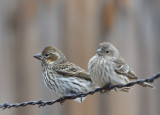 Cassin's Finch