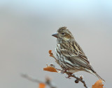 Cassin's Finch