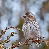 Cassin's Finch