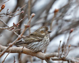 Cassin's Finch