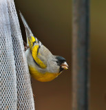 Lawrence's Goldfinch