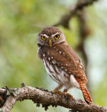 Ferruginous Pygmy-Owl